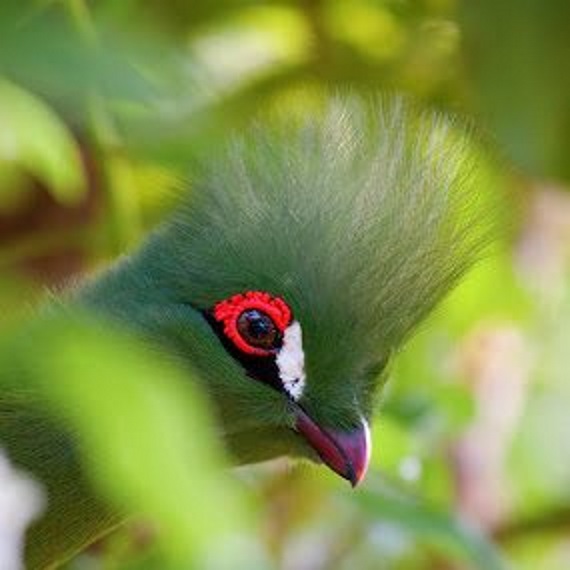 knysna-loerie-square